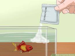 How To Treat Fish Diseases 13 Steps With Pictures Wikihow