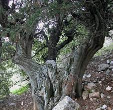 The Top 10 Most Amazing Trees In Israel Tree Unique Trees Trees To Plant