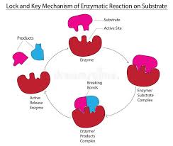 Induced Fit Model Enzyme Stock Illustrations – 12 Induced Fit Model Enzyme  Stock Illustrations, Vectors & Clipart - Dreamstime