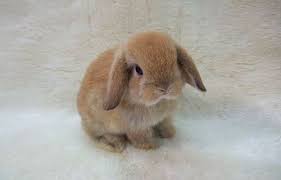 Bunny Cool Photo Cute Bunny Pictures Cute Baby Bunnies Cute Bunny