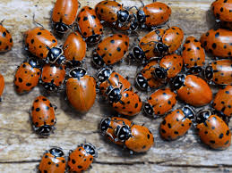 Comment Se Debarrasser Des Coccinelles Sur Nos Maisons