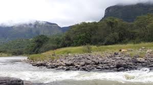 Image result for Hyperacanthus microphyllus