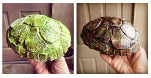 Paper Mache Papier Mache Diy Turtle Shell Paint Job Paper And Paste Paper Mache Crafts For Kids Turtle Shell