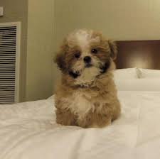 Lillybits Shichon Puppies Shichon Puppies Puppies Teddy Bear Puppies