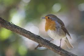 Que mange le rouge gorge l'hiver. Rouge Gorge Familier Fiche Descriptive De L Oiseau Instinct Animal