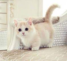 Munchkin Cats Can Have Serious Health Issues Here S Why The Dodo