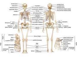 The human body has four limbs (two arms and two legs), a head and a the body's shape is determined by a strong skeleton made of bone and cartilage, surrounded by fat, muscle, connective tissue, organs, and other structures. Skeletal System Parts Structure Functions Bones Videos Examples