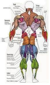 A muscle consists of fibers of muscle cells surrounded by protective tissue, bundled together many more fibers, all. 57 Names Of Muscles Ideas Muscle Anatomy Anatomy And Physiology Human Anatomy