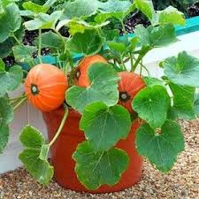 Elcoho 16 pack small artificial lifelike pumpkin fall harvest mini pumpkins for home garden, fall harvest decor, thanksgiving or halloween decoration. Pumpkin Seeds For Sale 5 Varieties Vegetable Seeds Plants Planting Pumpkins Growing Vegetables