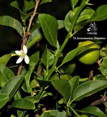 Image result for Citrus × aurantiifolia