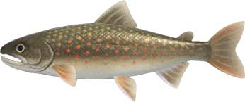 Crucian Carp | Animal Crossing Wiki | Fandom