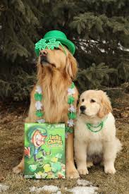 You'll need to ask any rescue centre about the dog's history to make if you buy a golden retriever puppy from a breeder, make sure your puppy will be well socialised and have all necessary health checks and vaccinations. My Pot Of Gold En Pet Holiday Golden Puppies Beautiful Dogs
