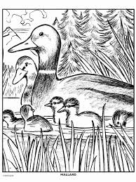 Click on a coloring picture below for the printable coloring page. Mallard Duck Crayola Com