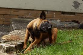 @reasonandempathy pictures don't show up… how do i know they're real. True Angels Malinois True Angels Bojan