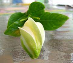 Reckless Beading Sunny Florida Gardenia Sugar Flowers Jasmine Flower