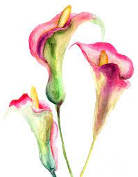 Calla Lily Flowers By Regina Jershova Abstract Watercolor Flower Calla Lily Flowers Flower Drawing