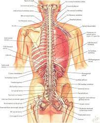 Anatomy of males/females 12 photos of the anatomy of males/females anatomy of male and female, anatomy of male and female brain, anatomy of male and female breasts, anatomy of male and female reproductive organs, explanation of anatomy and reproduction in males and females, human anatomy, anatomy of male and female, anatomy. Pin On Back Shoulders