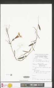 Image result for Ipomoea blepharophylla