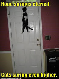 Untitled Kitten Pictures Cute Cats And Kittens Teeth Care