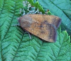 Image result for Noctua interjecta