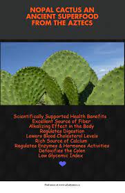 Nopal is also an important source of certain organic compounds like phytochemicals and certain polysaccharides that. Benefits Of Nopal Cactus Improve Nutrition Cactus Benefits Juicing For Health
