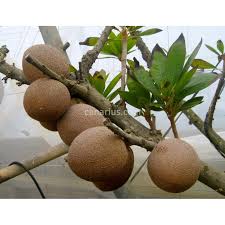 Image result for Pouteria