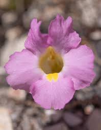 Image result for Harveya