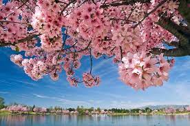 Shel Mosk Photography Landscape Nature Lake Balboa Places To See Cherry Blossom
