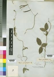 Image result for Teramnus labialis