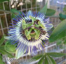 Image result for Passiflora caerulea