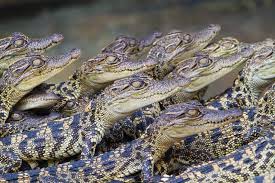Baby Croc Online Sale Up To 61 Off