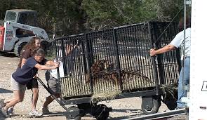 Read our expert tips as you prepare for your upcoming move. How To Rescue A Big Cat