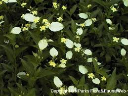 Image result for Pseudomussaenda stenocarpa