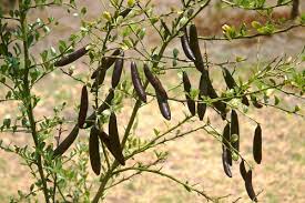 Maybe you would like to learn more about one of these? Has Anyone Grown Finger Limes In Texas Area