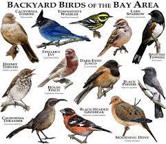 Backyard Birds Of The Bay Area Etsy In 2021 Birds Backyard Birds Pet Birds