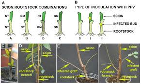 Check spelling or type a new query. Frontiers Effect Of Grafting On Viral Resistance Of Non Transgenic Plum Scion Combined With Transgenic Ppv Resistant Rootstock Plant Science