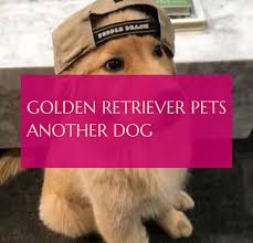 Golden Retriever Pets Another Dog Golden Retriever Streichelt Einen Anderen Hund Dog Dogs Puppies Golden Retriever Pets Another