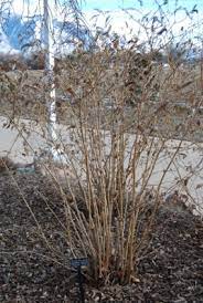 Royal Red Butterfly Bush