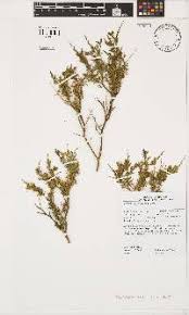 Image result for Melolobium