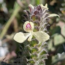 Image result for Acanthaceae