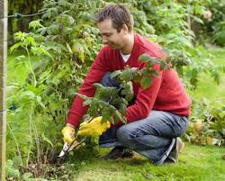 Himbeeren Richtig Schneiden Garten Himbeeren Und Himbeerpflanzen
