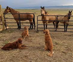 Their coat of gold is their trademark and. About Us Our Dogs