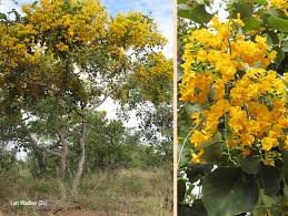 Image result for Pterocarpus rotundifolius