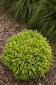 Needles are dark green above with striking silver undersides. Dwarf Japanese Cedar Garden Shrubs Front Yard Landscaping Japanese Garden