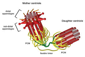 Image result for Centrostigma