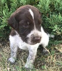 Shiba inu puppies for sale: German Shorthaired Pointer Poodle Mix For Sale Cheap Buy Online