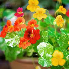 5 Edible Garden Flowers And Plants Nasturtiums Via Parents Com
