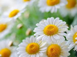 Use them in commercial designs under lifetime, perpetual & worldwide rights. 30 Colorful And Lovely Flowers For A Beautiful Day Youramazingplaces Com