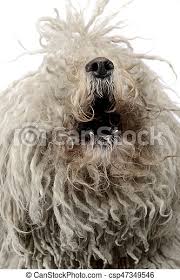 Particularly intelligent, he fetches pairs of shoes, his leash. White Hungarian Puli Barking In The Studio Canstock