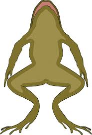 Gallbladder cysts have been classified as congenital, acquired, and neoplastic cysts. 2